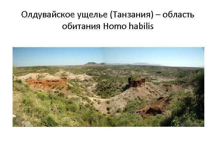 Олдувайское ущелье (Танзания) – область обитания Homo habilis 