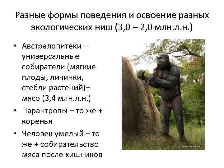 Разные формы поведения и освоение разных экологических ниш (3, 0 – 2, 0 млн.