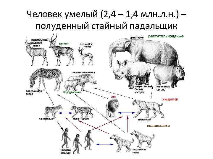 Человек умелый (2, 4 – 1, 4 млн. л. н. ) – полуденный стайный