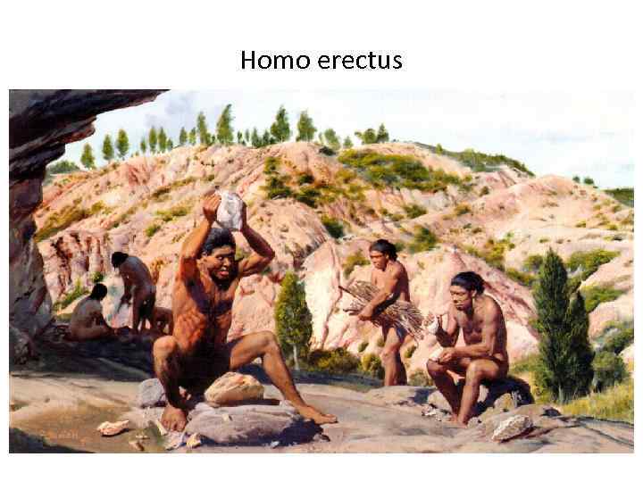 Homo erectus 