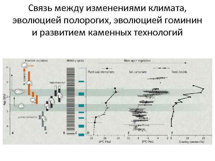 Связь между изменениями климата, эволюцией полорогих, эволюцией гоминин и развитием каменных технологий 