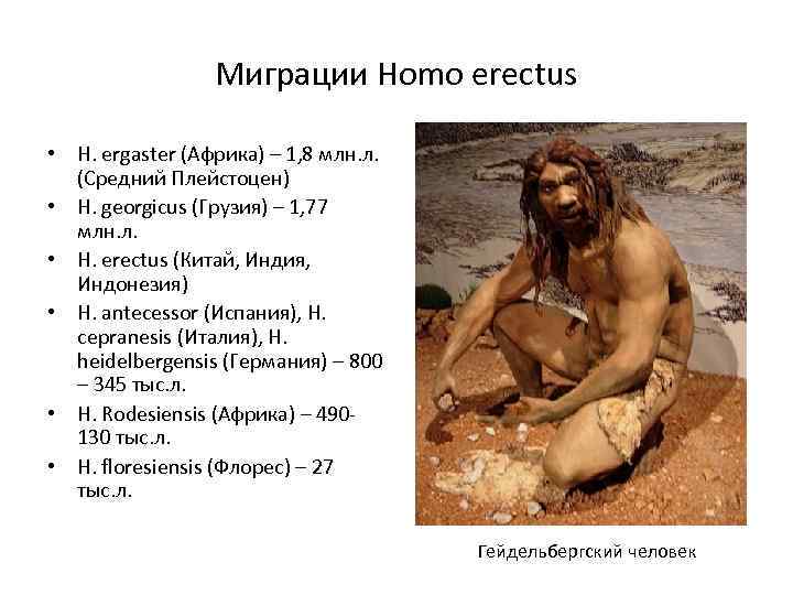 Миграции Homo erectus • H. ergaster (Африка) – 1, 8 млн. л. (Средний Плейстоцен)