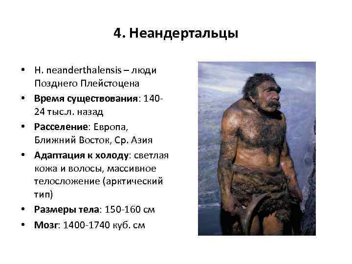 4. Неандертальцы • H. neanderthalensis – люди Позднего Плейстоцена • Время существования: 14024 тыс.