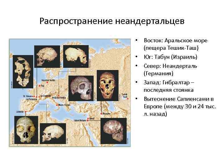 Распространение неандертальцев • Восток: Аральское море (пещера Тешик-Таш) • Юг: Табун (Израиль) • Север: