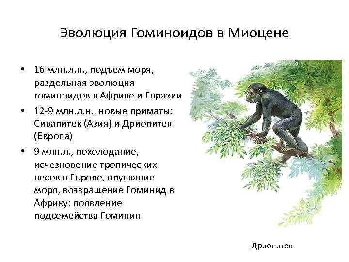 Эволюция Гоминоидов в Миоцене • 16 млн. л. н. , подъем моря, раздельная эволюция