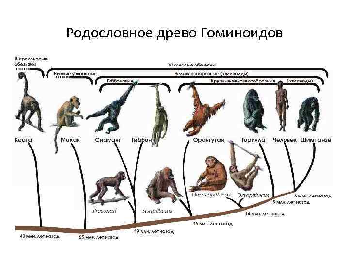 Родословное древо Гоминоидов 