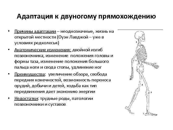 Адаптация к двуногому прямохождению • Причины адаптации – неоднозначные, жизнь на открытой местности (Оуэн