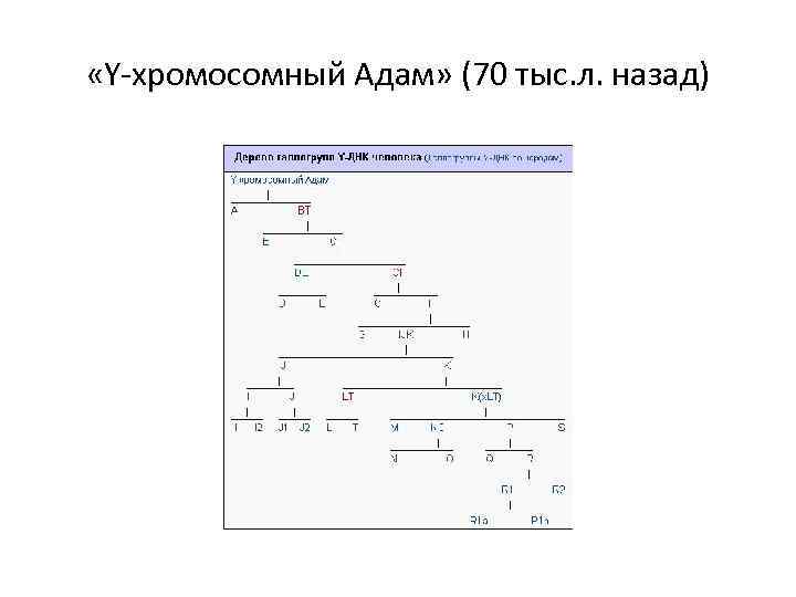  «Y-хромосомный Адам» (70 тыс. л. назад) 