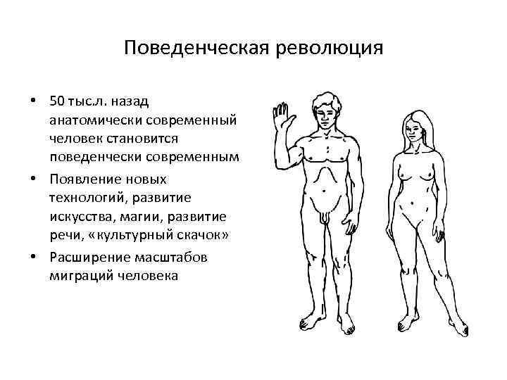 Поведенческая революция • 50 тыс. л. назад анатомически современный человек становится поведенчески современным •