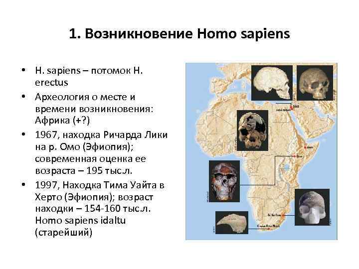 1. Возникновение Homo sapiens • H. sapiens – потомок H. erectus • Археология о