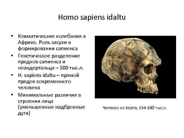 Homo sapiens idaltu • Климатические колебания в Африке. Роль засухи в формировании сапиенса •