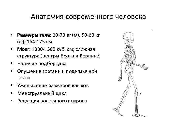 Тест по происхождению жизни 9 класс. Современный человек характеристика. Современные люди размер тела. Человек современной анатомии. Общая схема происхождения человека.