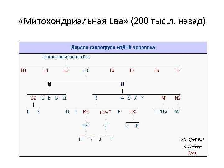  «Митохондриальная Ева» (200 тыс. л. назад) 