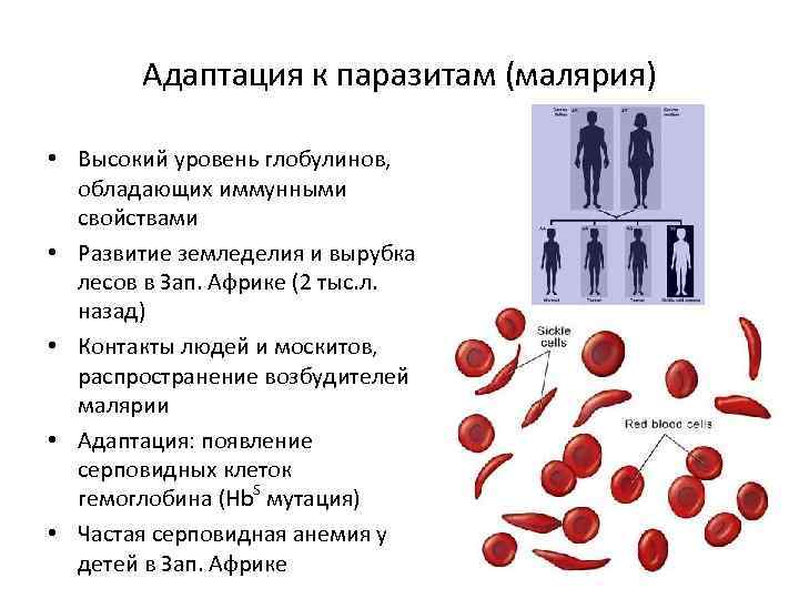 Адаптация к паразитам (малярия) • Высокий уровень глобулинов, обладающих иммунными свойствами • Развитие земледелия