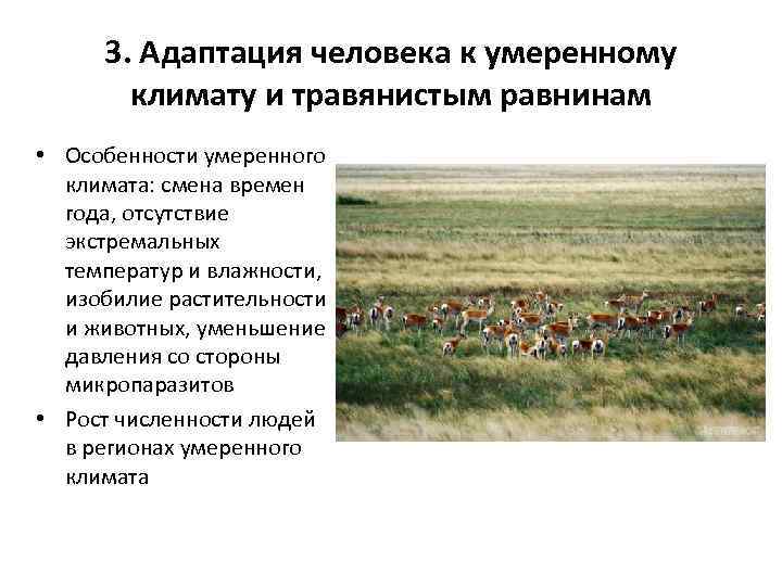 3. Адаптация человека к умеренному климату и травянистым равнинам • Особенности умеренного климата: смена