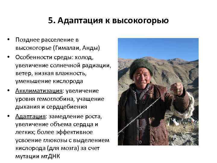 5. Адаптация к высокогорью • Позднее расселение в высокогорье (Гималаи, Анды) • Особенности среды: