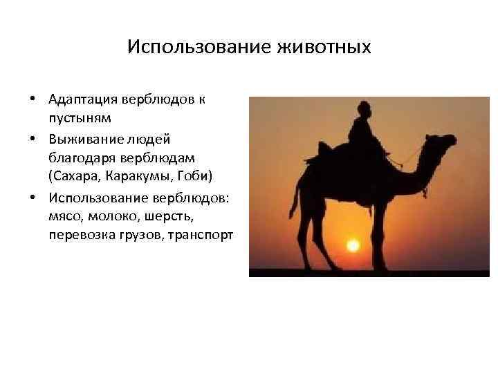 Использование животных • Адаптация верблюдов к пустыням • Выживание людей благодаря верблюдам (Сахара, Каракумы,