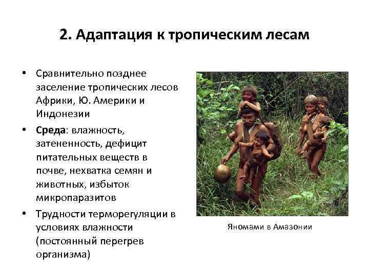 2. Адаптация к тропическим лесам • Сравнительно позднее заселение тропических лесов Африки, Ю. Америки