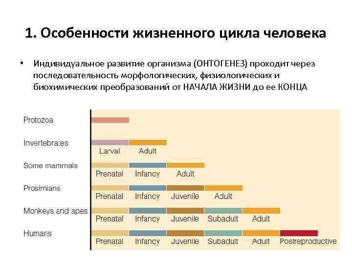 1. Особенности жизненного цикла человека • Индивидуальное развитие организма (ОНТОГЕНЕЗ) проходит через последовательность морфологических,