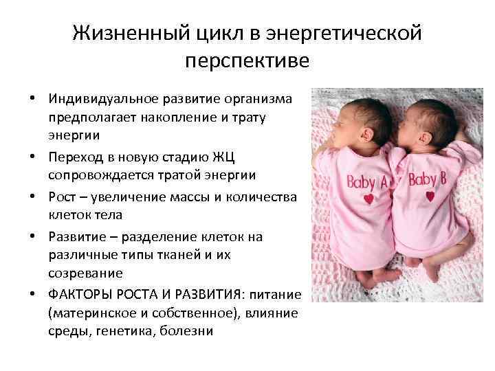 Жизненный цикл в энергетической перспективе • Индивидуальное развитие организма предполагает накопление и трату энергии