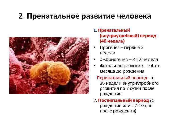 2. Пренатальное развитие человека 1. Пренатальный (внутриутробный) период (40 недель) • Прогенез – первые