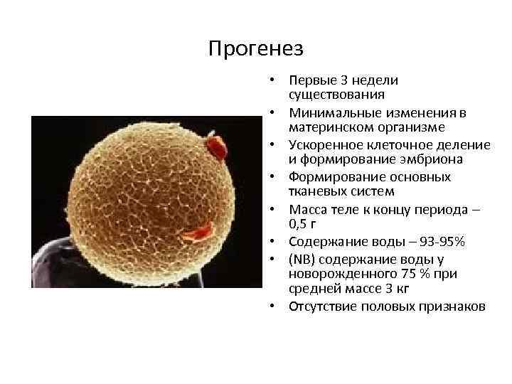Прогенез • Первые 3 недели существования • Минимальные изменения в материнском организме • Ускоренное