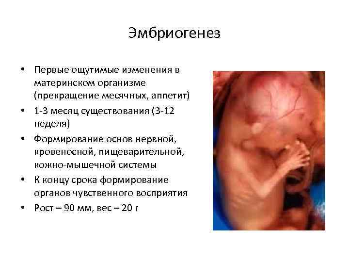Эмбриогенез • Первые ощутимые изменения в материнском организме (прекращение месячных, аппетит) • 1 -3