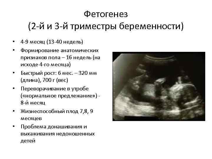 Фетогенез (2 -й и 3 -й триместры беременности) • 4 -9 месяц (13 -40