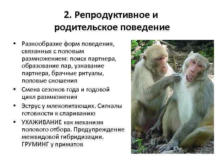 2. Репродуктивное и родительское поведение • Разнообразие форм поведения, связанных с половым размножением: поиск