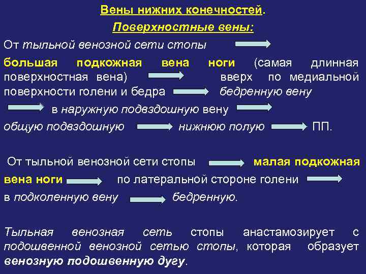 Вены нижних конечностей. Поверхностные вены: От тыльной венозной сети стопы большая подкожная вена ноги