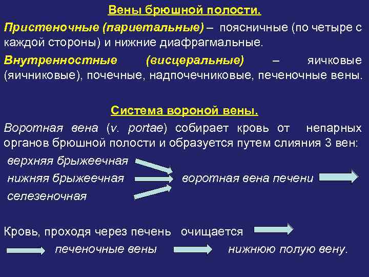 Вены брюшной полости. Пристеночные (париетальные) – поясничные (по четыре с каждой стороны) и нижние