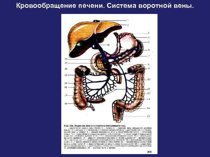 Кровообращение печени. Система воротной вены. 
