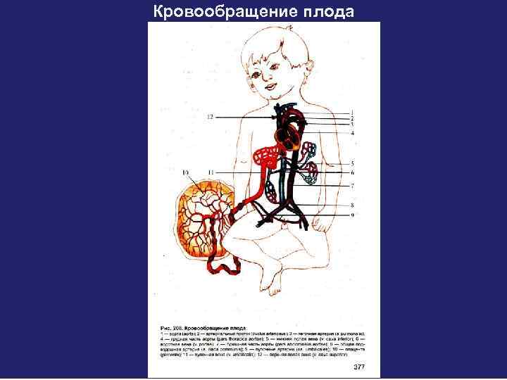 Кровообращение плода 