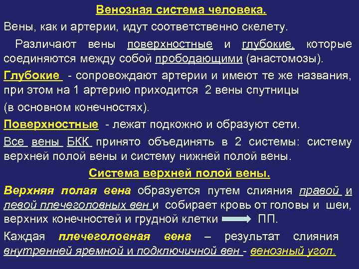 Венозная система человека. Вены, как и артерии, идут соответственно скелету. Различают вены поверхностные и