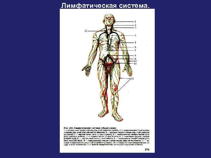 Как выглядит лимфатическая система человека фото