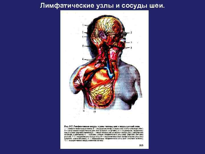 Лимфатические узлы и сосуды шеи. 