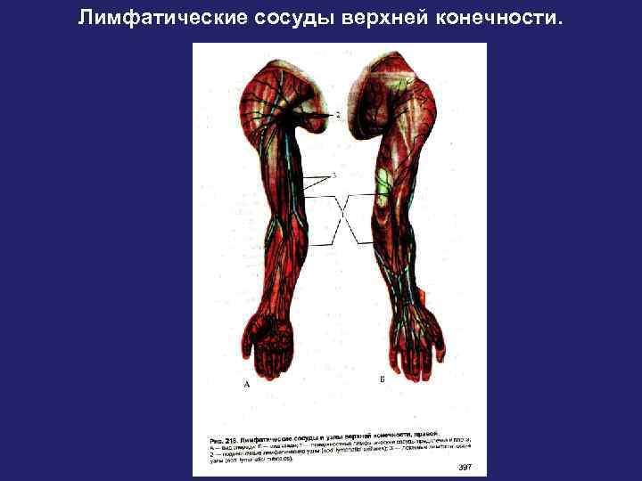 Лимфатические сосуды верхней конечности. 
