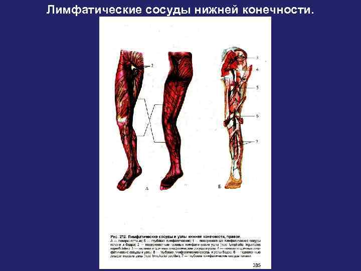 Лимфатические сосуды нижней конечности. 
