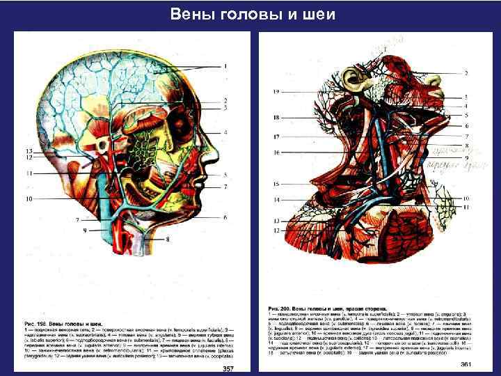 Венозная система человека фото