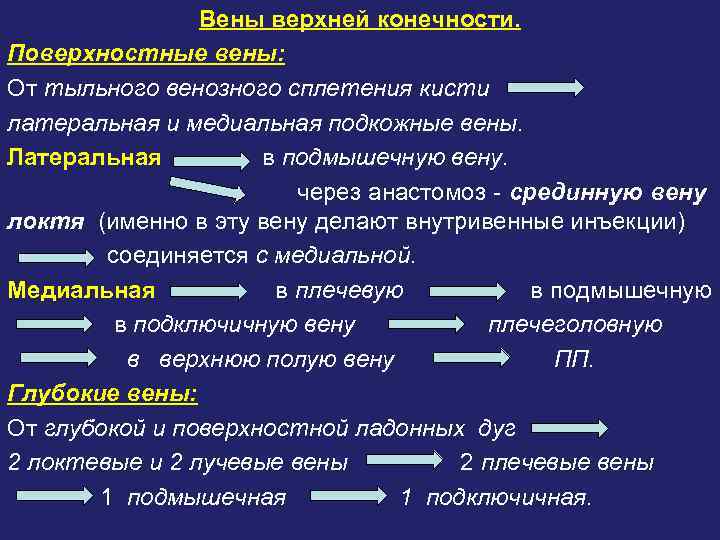 Вены верхней конечности. Поверхностные вены: От тыльного венозного сплетения кисти латеральная и медиальная подкожные