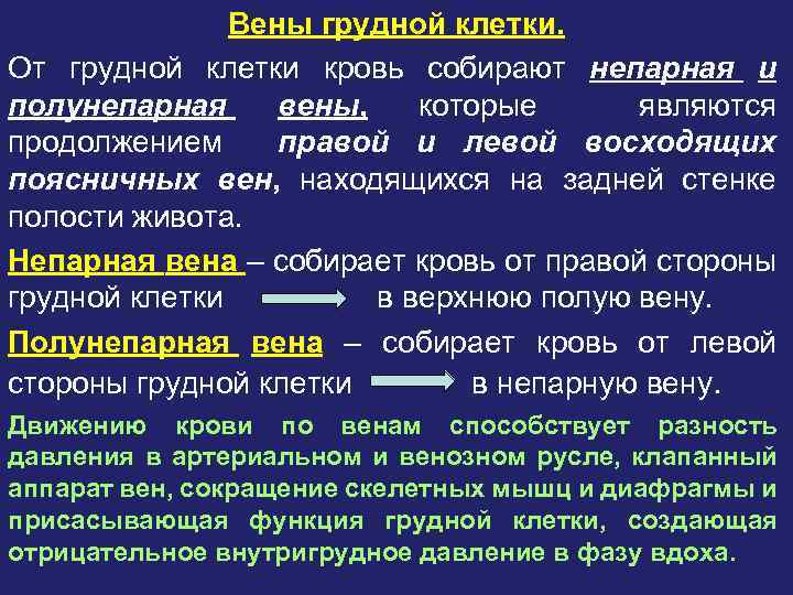 Вены грудной клетки. От грудной клетки кровь собирают непарная и полунепарная вены, которые являются