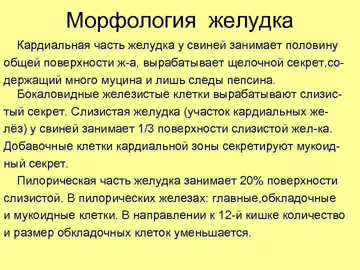 Морфология желудка Кардиальная часть желудка у свиней занимает половину общей поверхности ж-а, вырабатывает щелочной