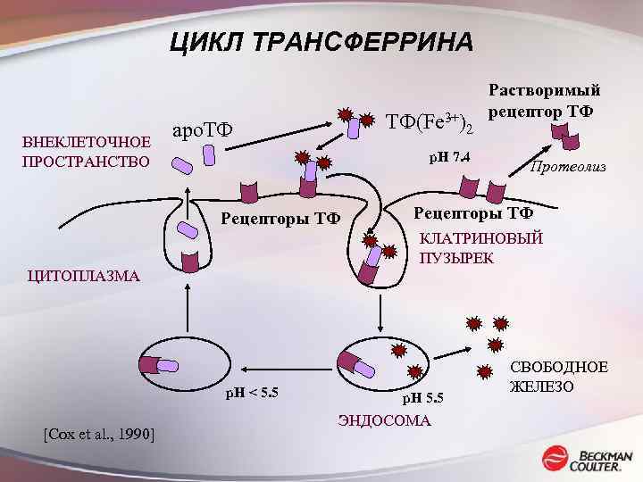 Схема синтеза трегалозы