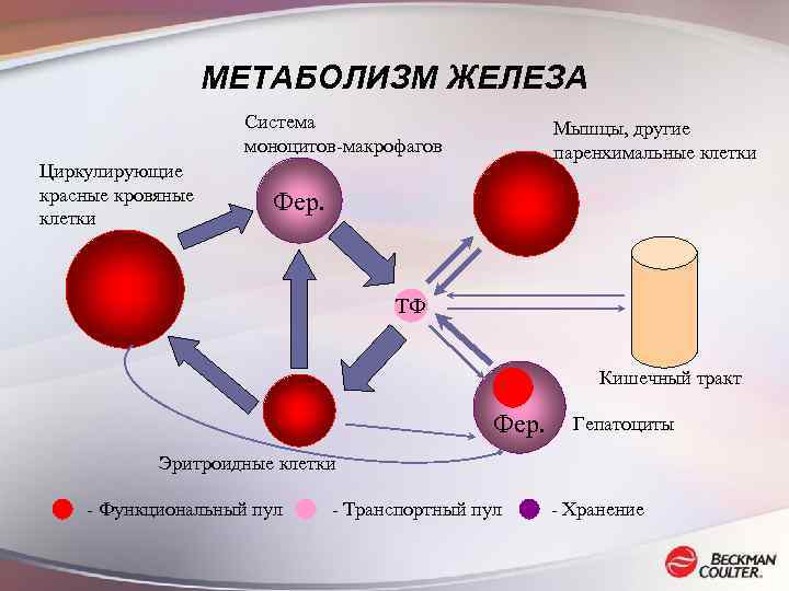 МЕТАБОЛИЗМ ЖЕЛЕЗА Система моноцитов-макрофагов Циркулирующие красные кровяные клетки Мышцы, другие паренхимальные клетки Фер. ТФ