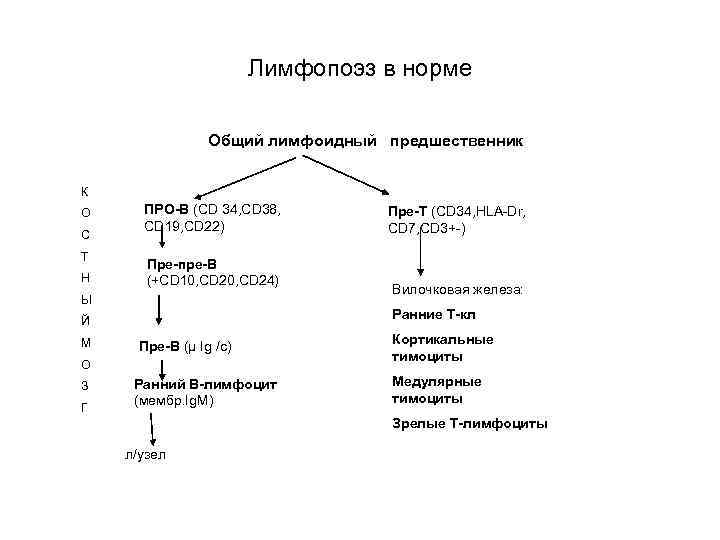 Лимфопоэз в норме Общий лимфоидный предшественник К О С Т Н ПРО-В (CD 34,