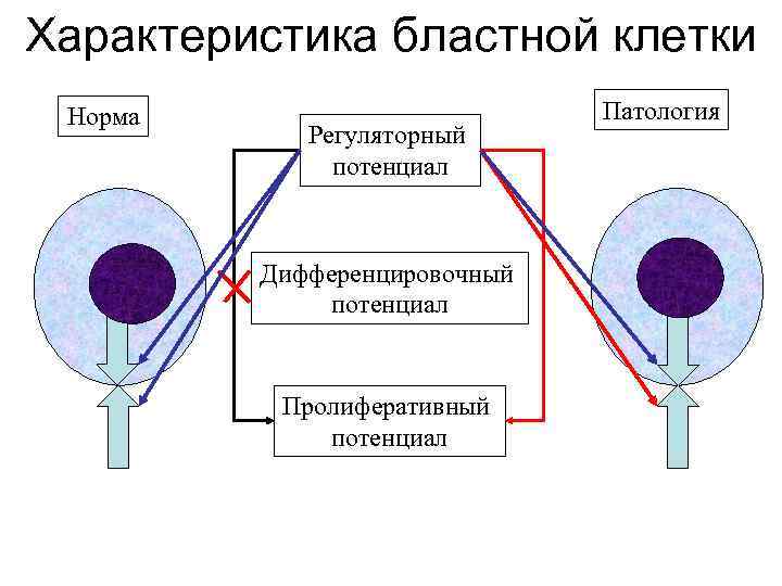 Характеристика бластной клетки Норма Регуляторный потенциал Дифференцировочный потенциал Пролиферативный потенциал Патология 