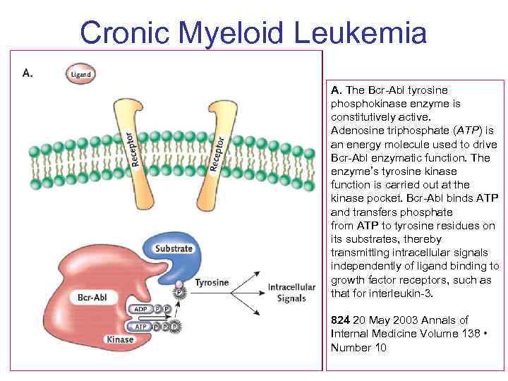 Cronic Myeloid Leukemia A. The Bcr-Abl tyrosine phosphokinase enzyme is constitutively active. Adenosine triphosphate