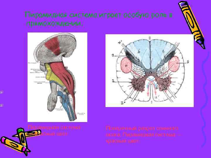 Пирамидная система играет особую роль в прямохождении. Пирамидная система — красный цвет. Поперечный разрез