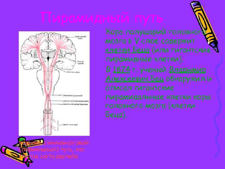 Пирамидный путь Кора полушарий головного мозга в V слое содержит клетки Беца (или гигантские