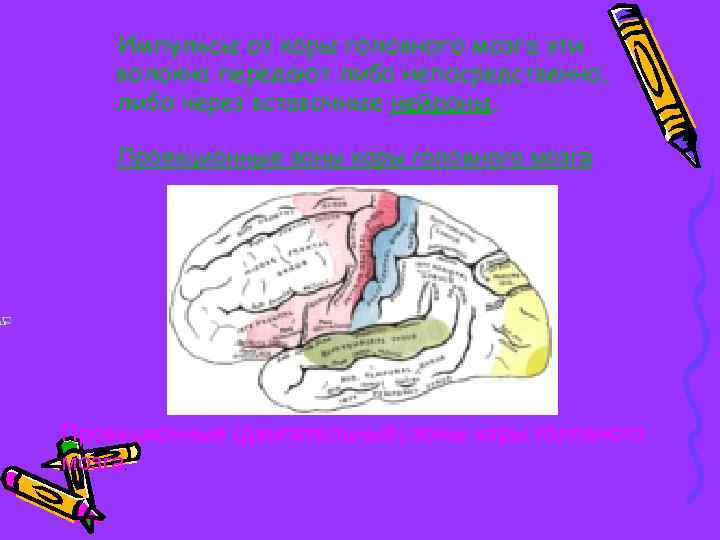 Импульсы от коры головного мозга эти волокна передают либо непосредственно, либо через вставочные нейроны.